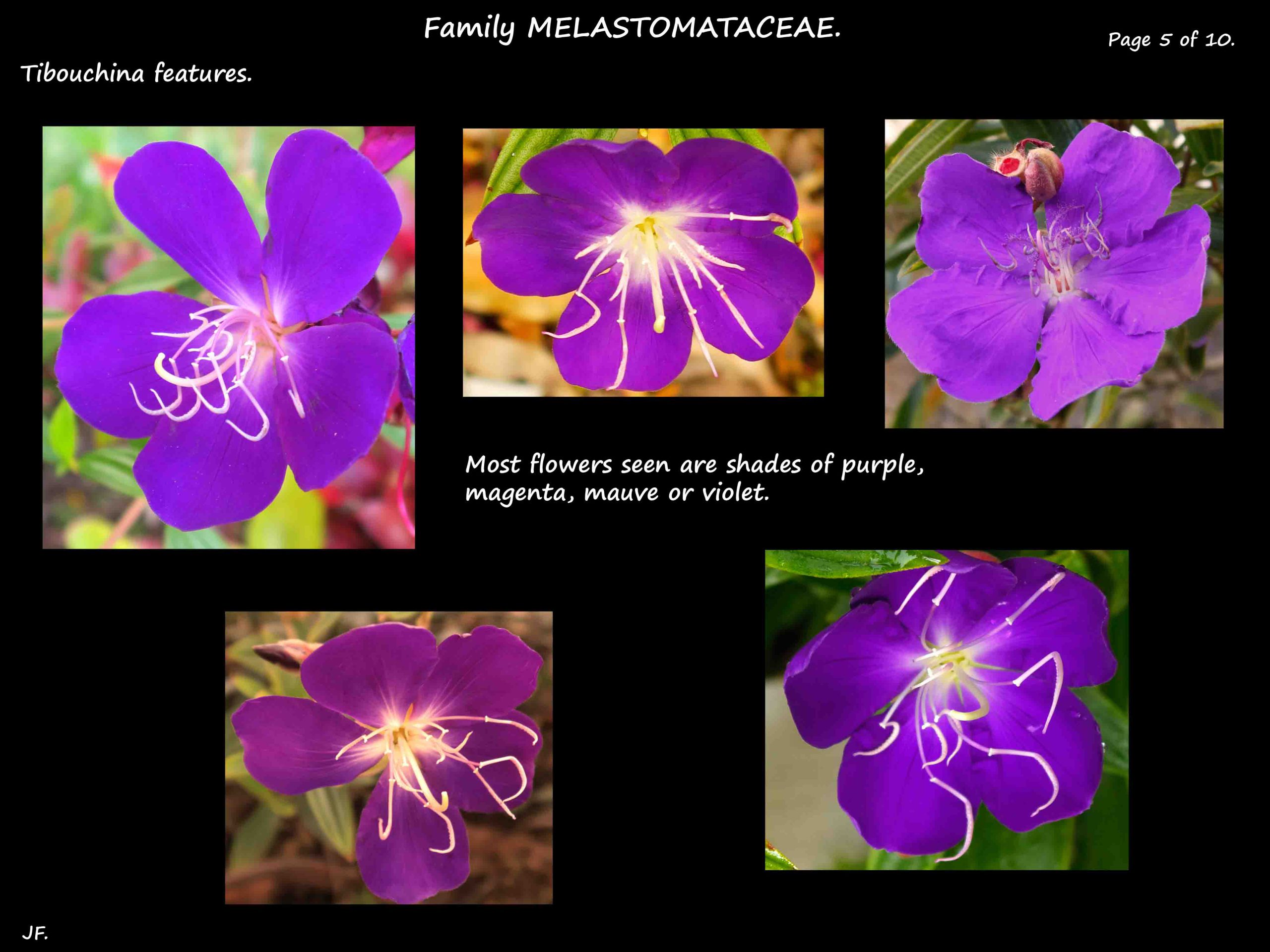 5 Purple Tibouchinas flowers